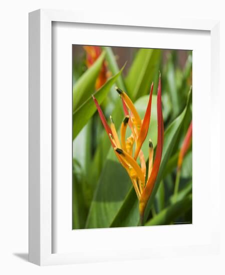 Type of Bird of Paridise Plant, Costa Rica-Robert Harding-Framed Photographic Print