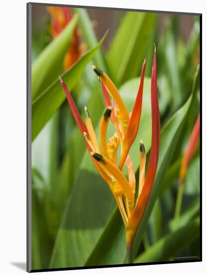 Type of Bird of Paridise Plant, Costa Rica-Robert Harding-Mounted Photographic Print