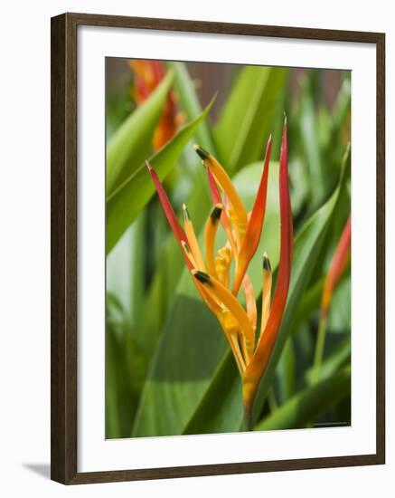 Type of Bird of Paridise Plant, Costa Rica-Robert Harding-Framed Photographic Print