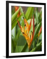 Type of Bird of Paridise Plant, Costa Rica-Robert Harding-Framed Photographic Print