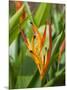 Type of Bird of Paridise Plant, Costa Rica-Robert Harding-Mounted Photographic Print
