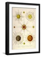 Types of Acanthometra-Ernst Haeckel-Framed Art Print