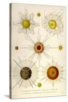 Types of Acanthometra-Ernst Haeckel-Stretched Canvas