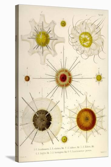 Types of Acanthometra-Ernst Haeckel-Stretched Canvas