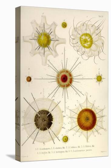 Types of Acanthometra-Ernst Haeckel-Stretched Canvas