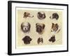 Types of British Dogs-null-Framed Giclee Print