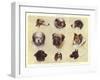 Types of British Dogs-null-Framed Giclee Print