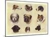 Types of British Dogs-null-Mounted Giclee Print