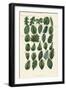 Types of Leaves of Plants. Handcoloured Copperplate Engraving after Sydenham Edwards from John Maso-Sydenham Teast Edwards-Framed Giclee Print