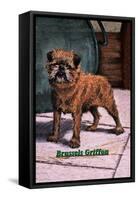 Typical Brussels Griffon Champion-null-Framed Stretched Canvas