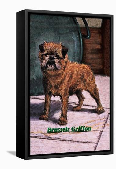 Typical Brussels Griffon Champion-null-Framed Stretched Canvas