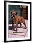 Typical Brussels Griffon Champion-null-Framed Art Print