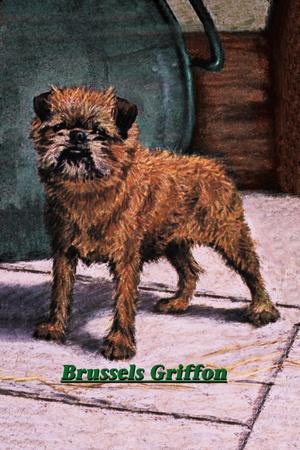 Typical Brussels Griffon Champion' Print