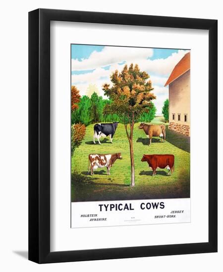 Typical Cows: Holstein, Jersey, Ayrshire, Short-Horn, 1904-null-Framed Premium Giclee Print