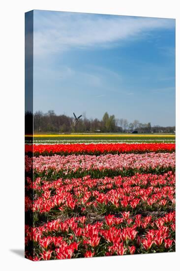 Typical Dutch Landscape with Tulips and a Windmill-Ivonnewierink-Stretched Canvas