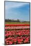 Typical Dutch Landscape with Tulips and a Windmill-Ivonnewierink-Mounted Photographic Print