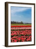Typical Dutch Landscape with Tulips and a Windmill-Ivonnewierink-Framed Photographic Print