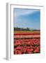 Typical Dutch Landscape with Tulips and a Windmill-Ivonnewierink-Framed Photographic Print