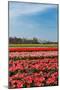 Typical Dutch Landscape with Tulips and a Windmill-Ivonnewierink-Mounted Photographic Print