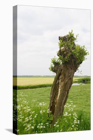 Typical Dutch Pollard Willow in Agricultural Landscape-Ivonnewierink-Stretched Canvas