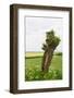 Typical Dutch Pollard Willow in Agricultural Landscape-Ivonnewierink-Framed Photographic Print
