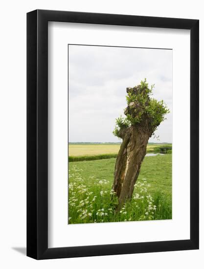 Typical Dutch Pollard Willow in Agricultural Landscape-Ivonnewierink-Framed Photographic Print