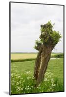 Typical Dutch Pollard Willow in Agricultural Landscape-Ivonnewierink-Mounted Photographic Print