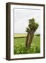Typical Dutch Pollard Willow in Agricultural Landscape-Ivonnewierink-Framed Photographic Print