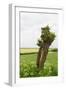 Typical Dutch Pollard Willow in Agricultural Landscape-Ivonnewierink-Framed Photographic Print