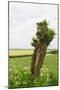 Typical Dutch Pollard Willow in Agricultural Landscape-Ivonnewierink-Mounted Photographic Print