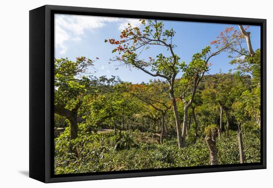 Typical Flowering Shade Tree Arabica Coffee Plantation in Highlands En Route to Jinotega-Rob Francis-Framed Stretched Canvas