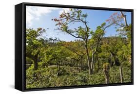 Typical Flowering Shade Tree Arabica Coffee Plantation in Highlands En Route to Jinotega-Rob Francis-Framed Stretched Canvas