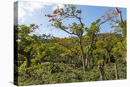 Typical Flowering Shade Tree Arabica Coffee Plantation in Highlands En Route to Jinotega-Rob Francis-Stretched Canvas