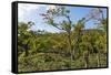 Typical Flowering Shade Tree Arabica Coffee Plantation in Highlands En Route to Jinotega-Rob Francis-Framed Stretched Canvas