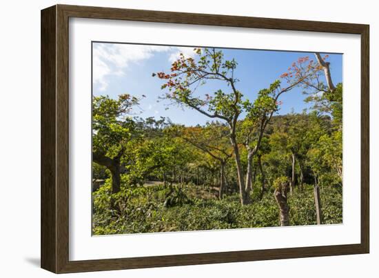 Typical Flowering Shade Tree Arabica Coffee Plantation in Highlands En Route to Jinotega-Rob Francis-Framed Photographic Print