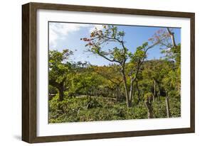 Typical Flowering Shade Tree Arabica Coffee Plantation in Highlands En Route to Jinotega-Rob Francis-Framed Photographic Print