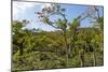 Typical Flowering Shade Tree Arabica Coffee Plantation in Highlands En Route to Jinotega-Rob Francis-Mounted Photographic Print