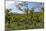 Typical Flowering Shade Tree Arabica Coffee Plantation in Highlands En Route to Jinotega-Rob Francis-Mounted Photographic Print