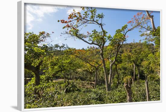 Typical Flowering Shade Tree Arabica Coffee Plantation in Highlands En Route to Jinotega-Rob Francis-Framed Photographic Print