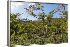 Typical Flowering Shade Tree Arabica Coffee Plantation in Highlands En Route to Jinotega-Rob Francis-Framed Photographic Print