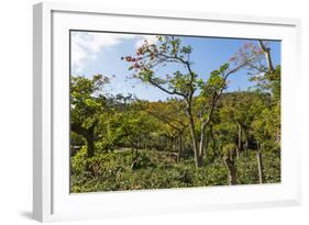 Typical Flowering Shade Tree Arabica Coffee Plantation in Highlands En Route to Jinotega-Rob Francis-Framed Photographic Print