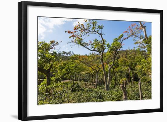 Typical Flowering Shade Tree Arabica Coffee Plantation in Highlands En Route to Jinotega-Rob Francis-Framed Photographic Print