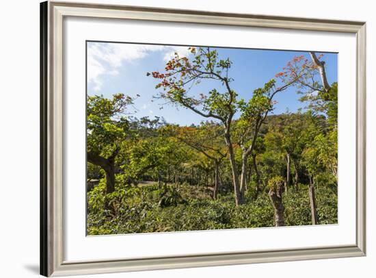 Typical Flowering Shade Tree Arabica Coffee Plantation in Highlands En Route to Jinotega-Rob Francis-Framed Photographic Print