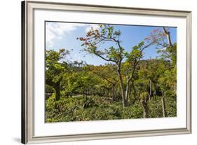 Typical Flowering Shade Tree Arabica Coffee Plantation in Highlands En Route to Jinotega-Rob Francis-Framed Photographic Print