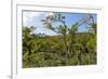 Typical Flowering Shade Tree Arabica Coffee Plantation in Highlands En Route to Jinotega-Rob Francis-Framed Photographic Print