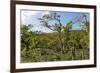 Typical Flowering Shade Tree Arabica Coffee Plantation in Highlands En Route to Jinotega-Rob Francis-Framed Photographic Print