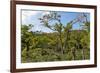 Typical Flowering Shade Tree Arabica Coffee Plantation in Highlands En Route to Jinotega-Rob Francis-Framed Photographic Print