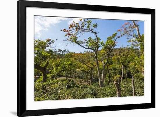 Typical Flowering Shade Tree Arabica Coffee Plantation in Highlands En Route to Jinotega-Rob Francis-Framed Photographic Print