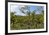 Typical Flowering Shade Tree Arabica Coffee Plantation in Highlands En Route to Jinotega-Rob Francis-Framed Photographic Print