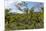 Typical Flowering Shade Tree Arabica Coffee Plantation in Highlands En Route to Jinotega-Rob Francis-Mounted Photographic Print